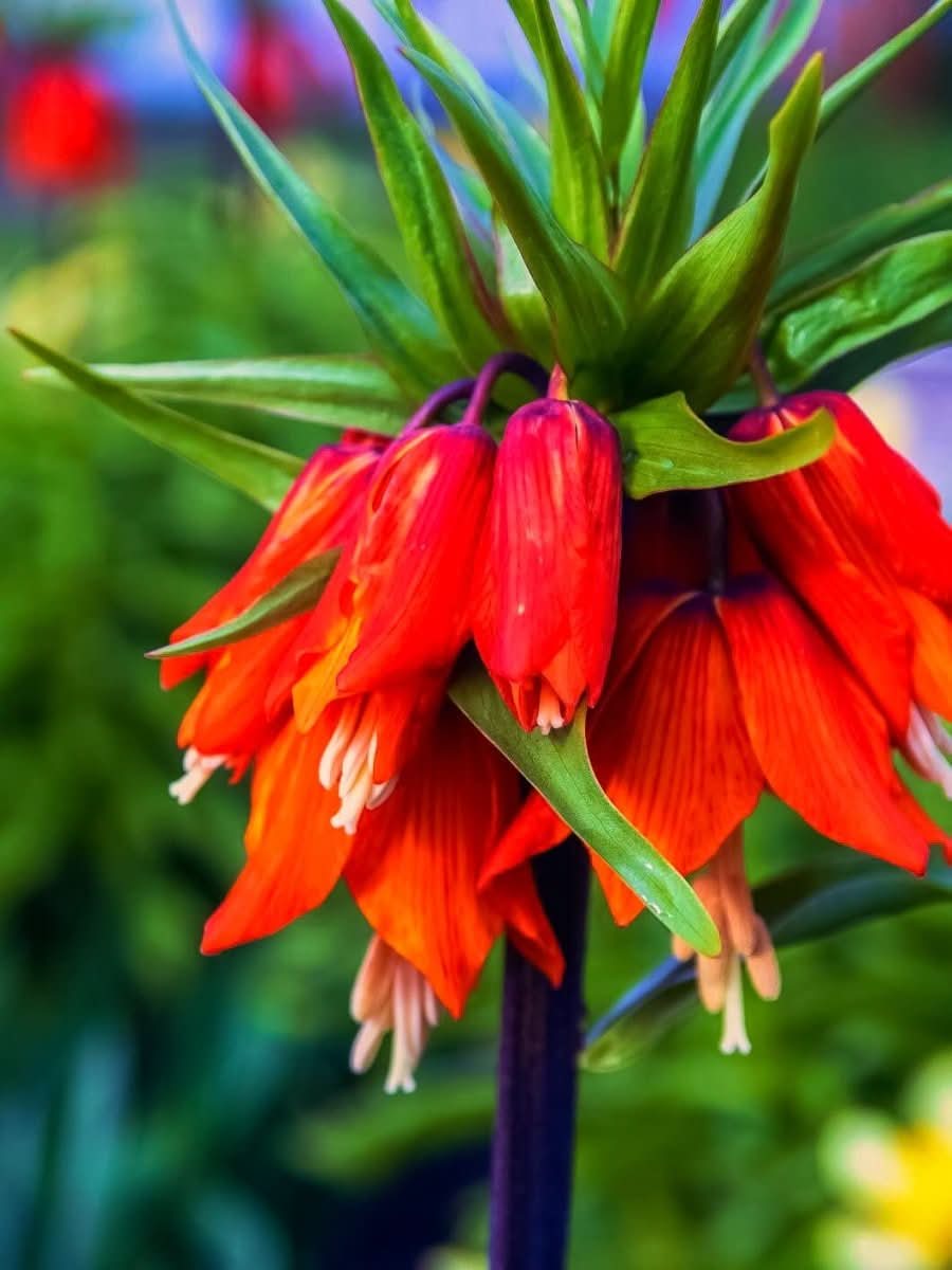 Fritillaria 'Imperialis Rubra' - Harding & Bloom