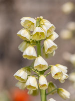 Fritillaria 'Ivory Bells' - Harding & Bloom