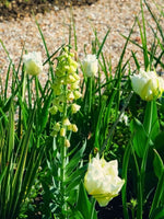 Fritillaria 'Ivory Bells' - Harding & Bloom