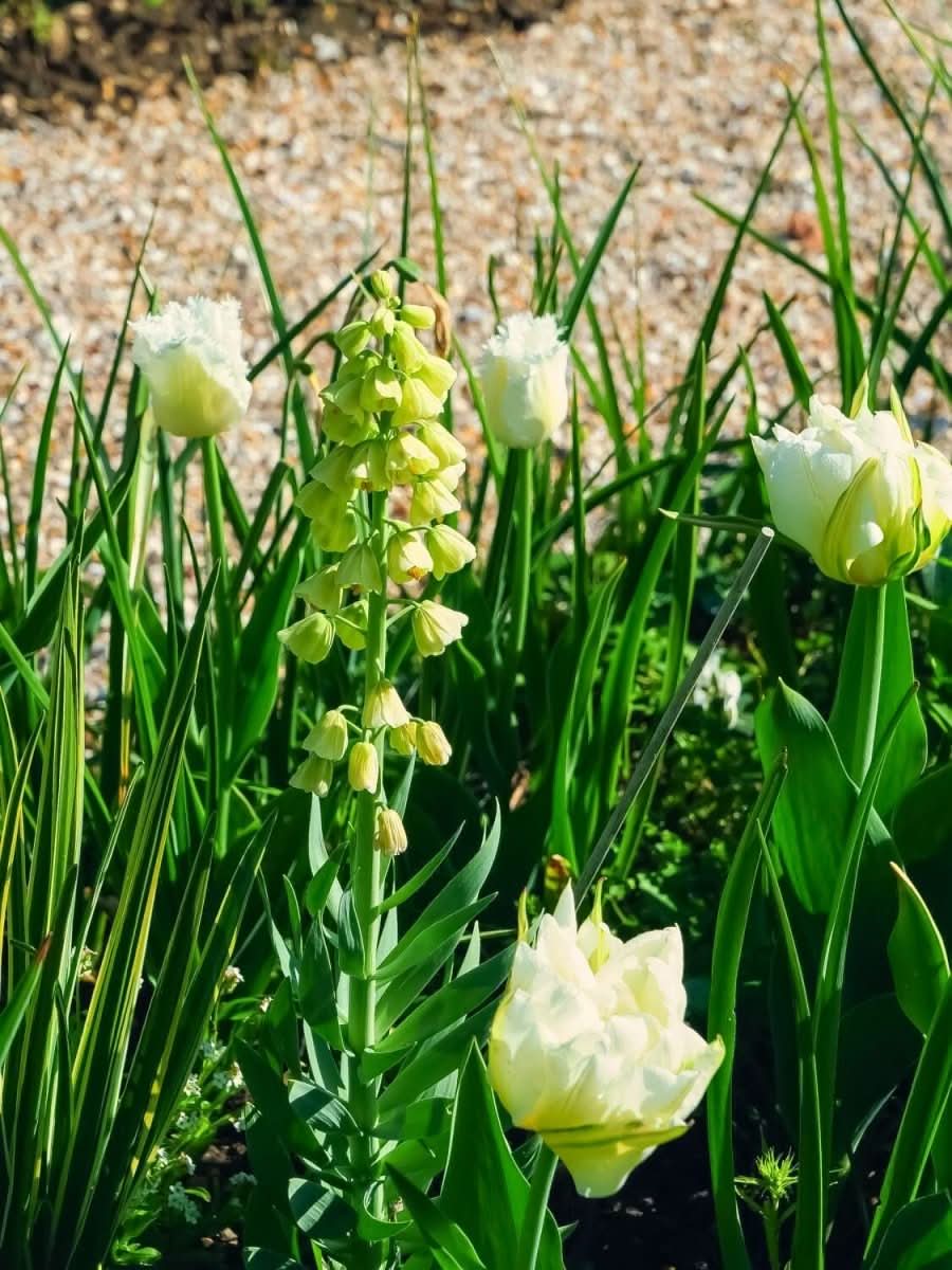 Fritillaria 'Ivory Bells' - Harding & Bloom