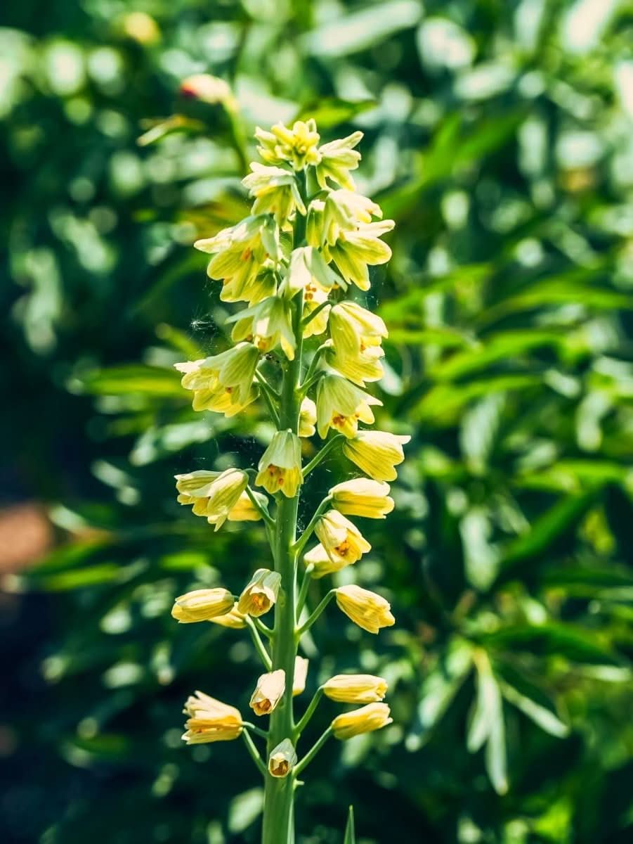 Fritillaria 'Ivory Bells' - Harding & Bloom