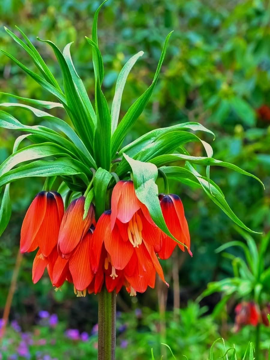 Fritillaria 'Red Beauty' - Harding & Bloom