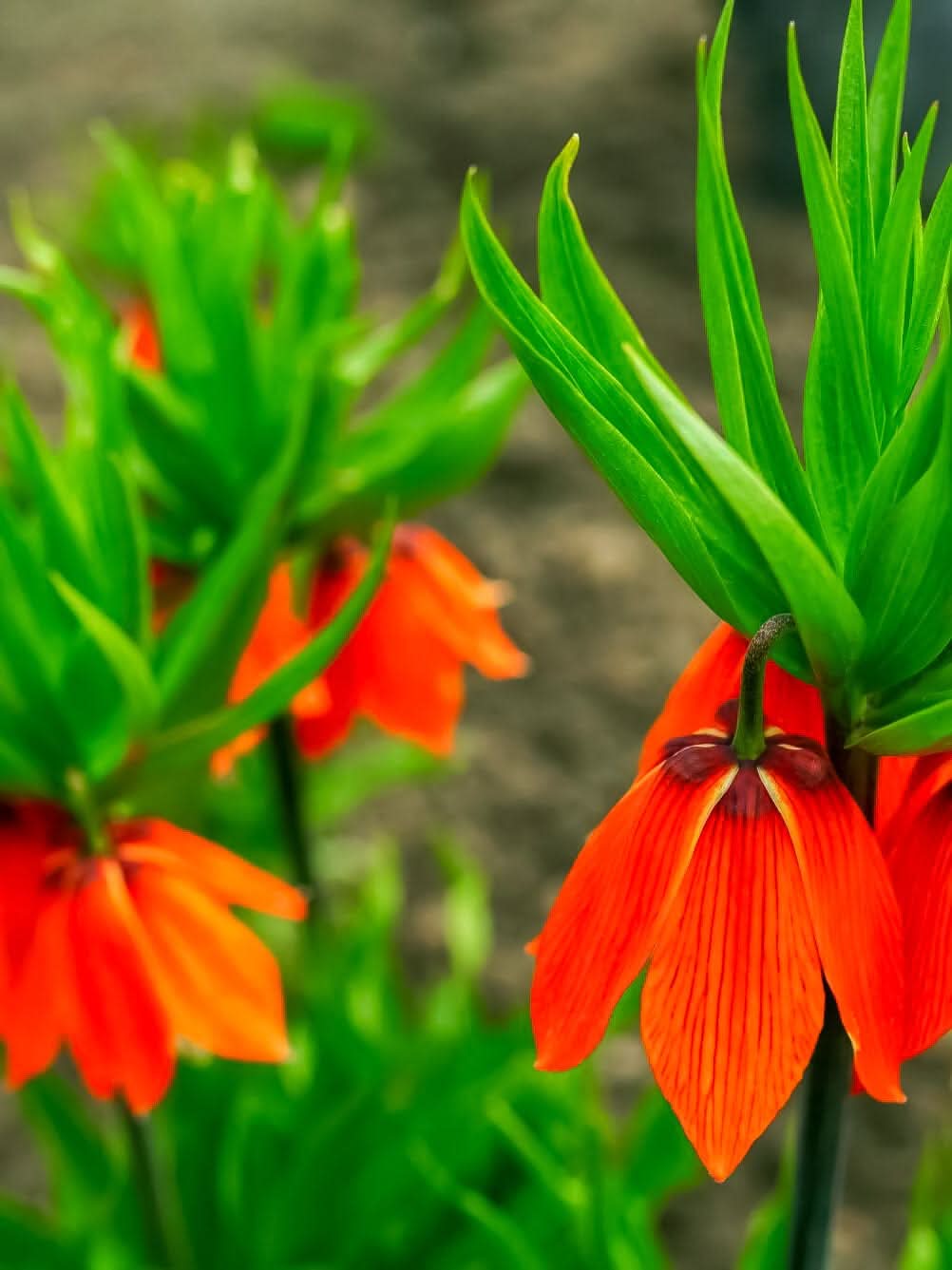 Fritillaria 'Red Beauty' - Harding & Bloom