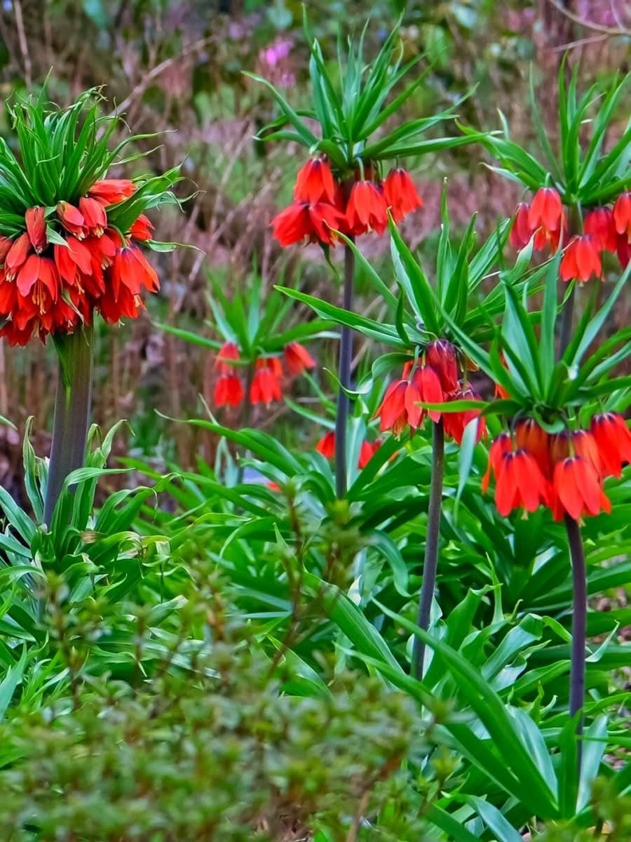 Fritillaria 'Red Beauty' - Harding & Bloom