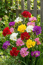 Freesia 'Double Mixed' – freesia corms, product photo 3 (Harding & Bloom)