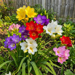 Freesia 'Single Mixed' – freesia corms, main product photo (Harding & Bloom)