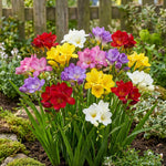 Freesia 'Single Mixed' – freesia corms, product photo 2 (Harding & Bloom)