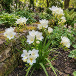 Freesia 'White' (single) – freesia corms, product photo 4 (Harding & Bloom)
