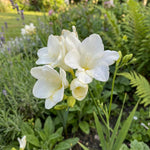 Freesia 'White' (single) – freesia corms, product photo 5 (Harding & Bloom)