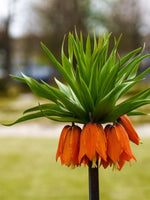 Fritillaria 'Imperialis Aurora' - Harding & Bloom