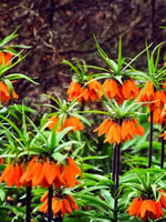 Fritillaria 'Imperialis Aurora' - Harding & Bloom