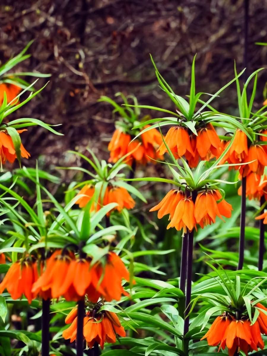 Fritillaria 'Imperialis Aurora' - Harding & Bloom