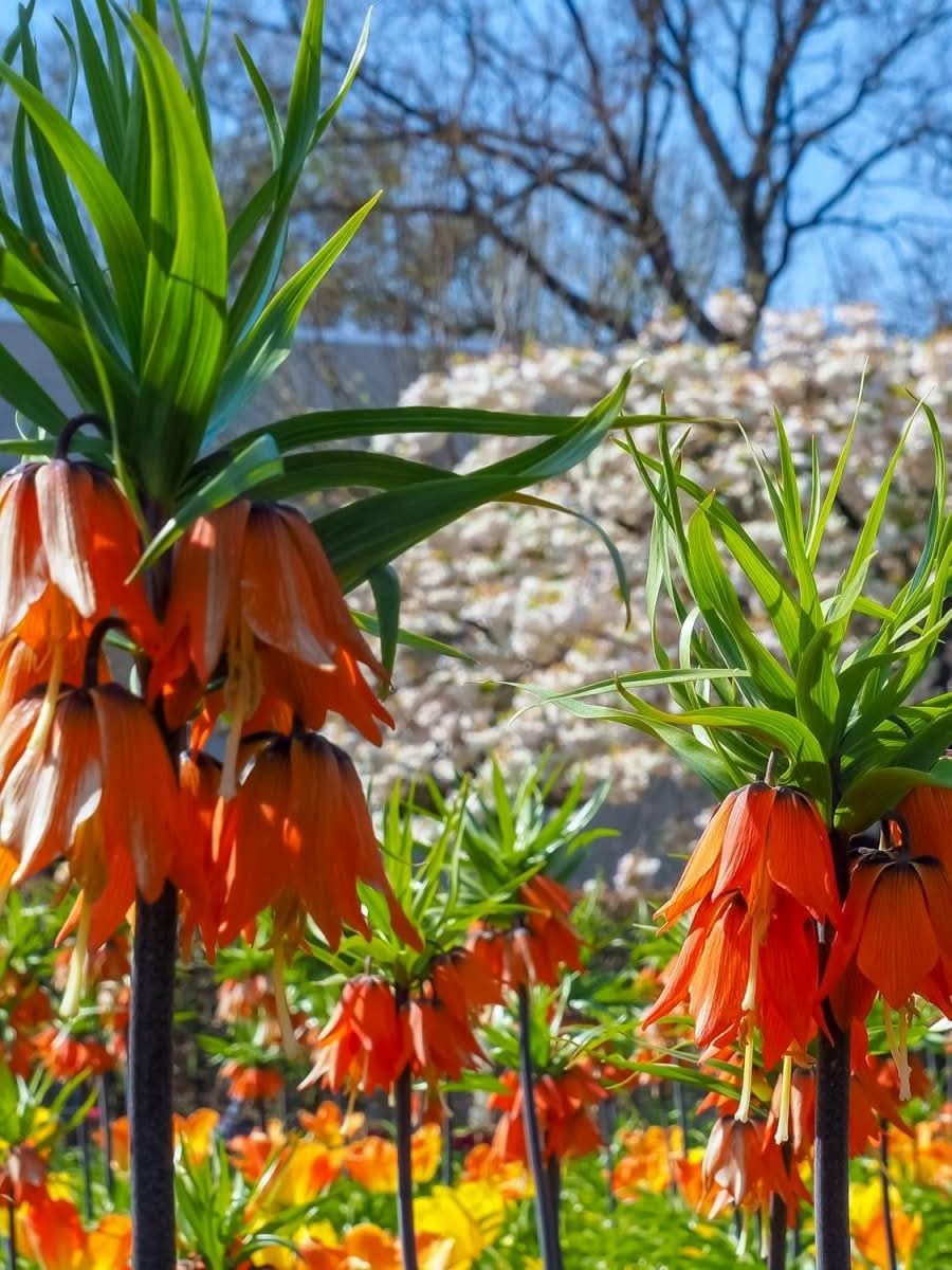 Fritillaria 'Imperialis Aurora' - Harding & Bloom