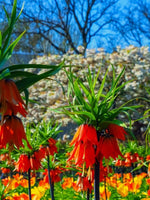 Fritillaria 'Imperialis Aurora' - Harding & Bloom