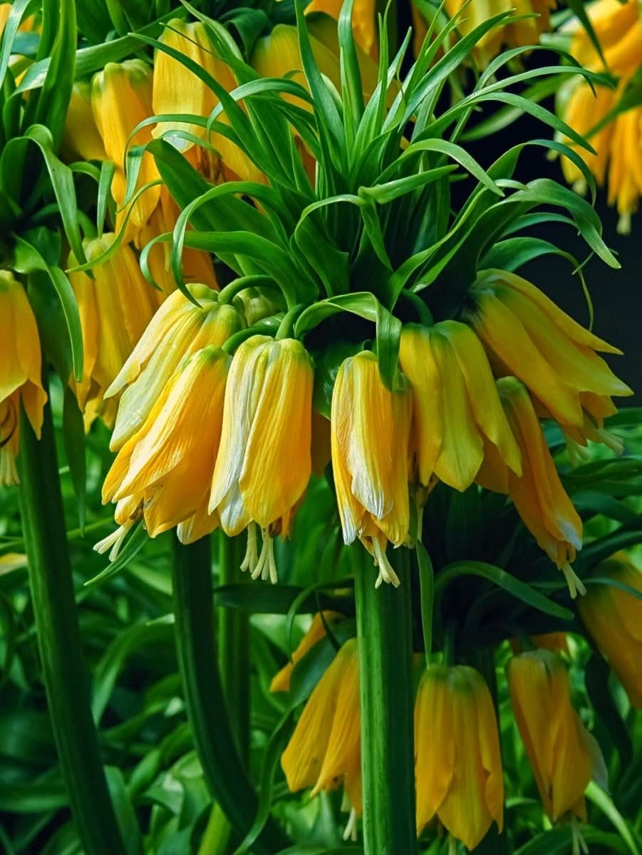 Fritillaria 'Imperialis Lutea' - Harding & Bloom
