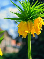 Fritillaria 'Imperialis Lutea' - Harding & Bloom
