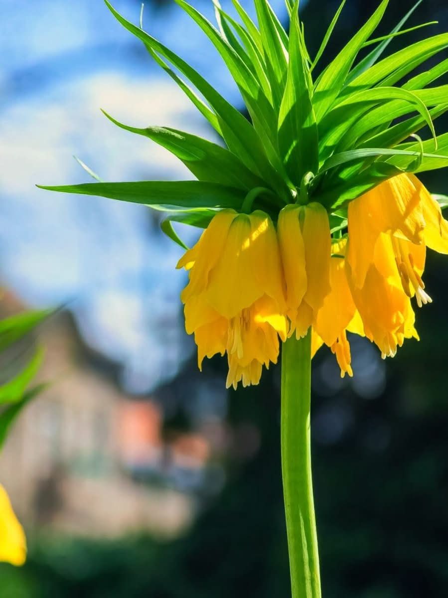 Fritillaria 'Imperialis Lutea' - Harding & Bloom