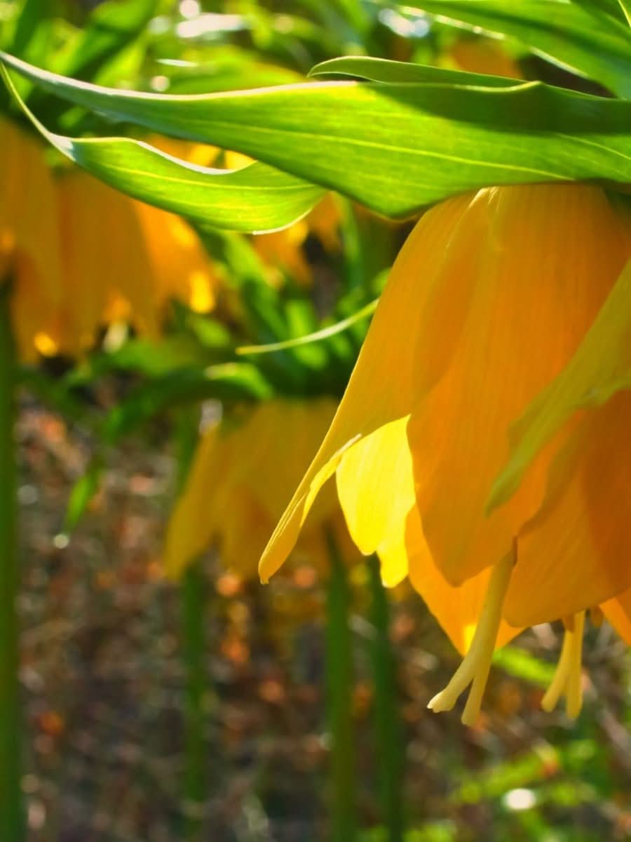 Fritillaria 'Imperialis Lutea' - Harding & Bloom