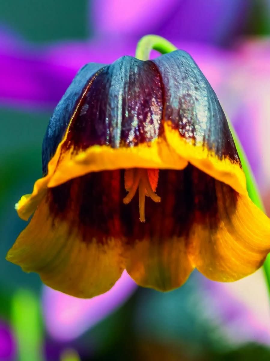 Fritillaria 'Michailovskyi' - Harding & Bloom