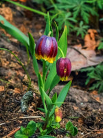 Fritillaria 'Michailovskyi' - Harding & Bloom