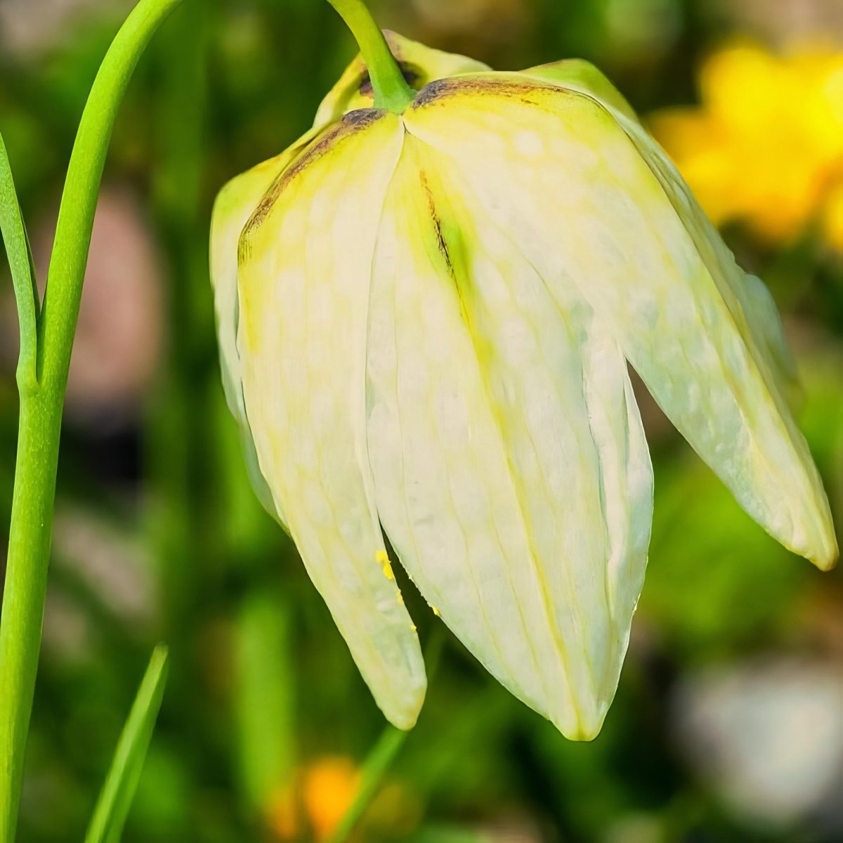Fritillaria 'Meleagris Alba' (Snake's Head Fritillary) - Harding & Bloom