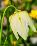 Fritillaria 'Meleagris Alba' (Snake's Head Fritillary) - Harding & Bloom
