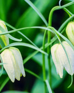 Fritillaria 'Meleagris Alba' (Snake's Head Fritillary) - Harding & Bloom