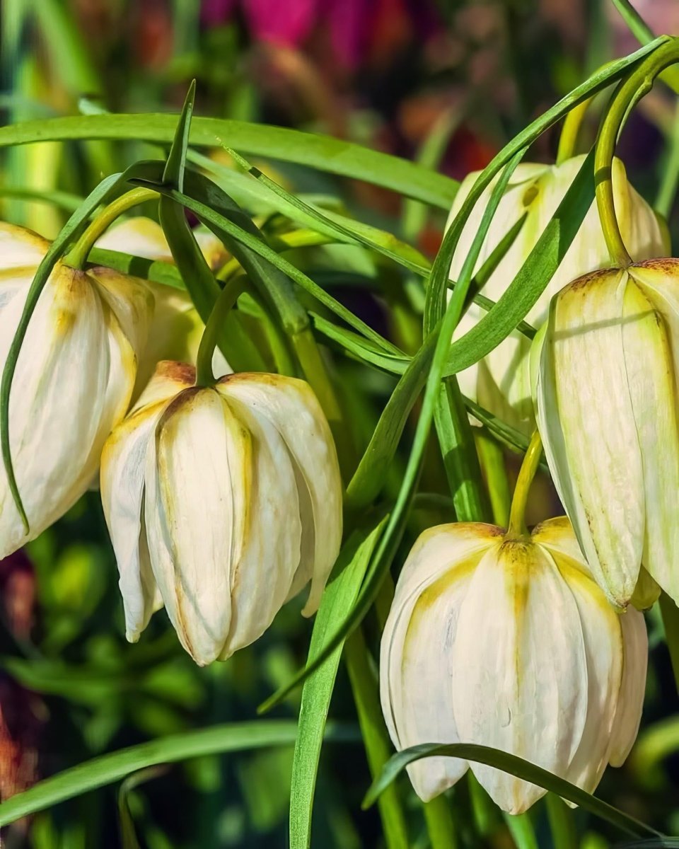 Fritillaria 'Meleagris Alba' (Snake's Head Fritillary) - Harding & Bloom