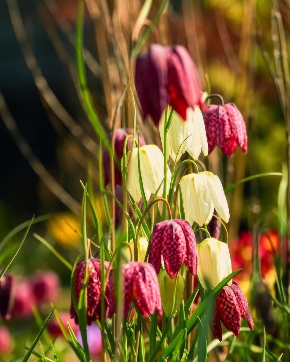 Fritillaria 'Meleagris' (Snake's Head Fritillary) Mix - Harding & Bloom