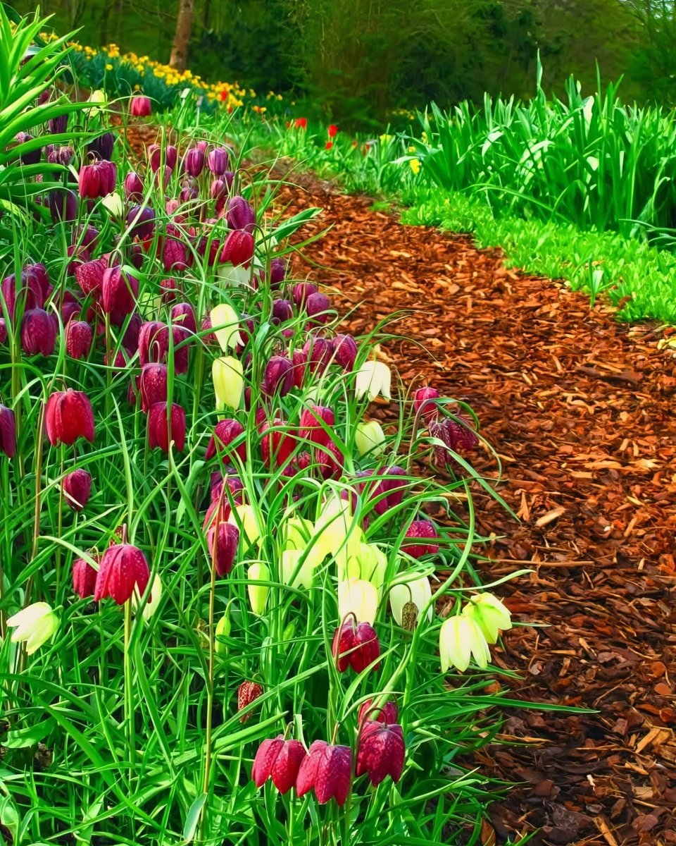 Fritillaria 'Meleagris' (Snake's Head Fritillary) Mix - Harding & Bloom