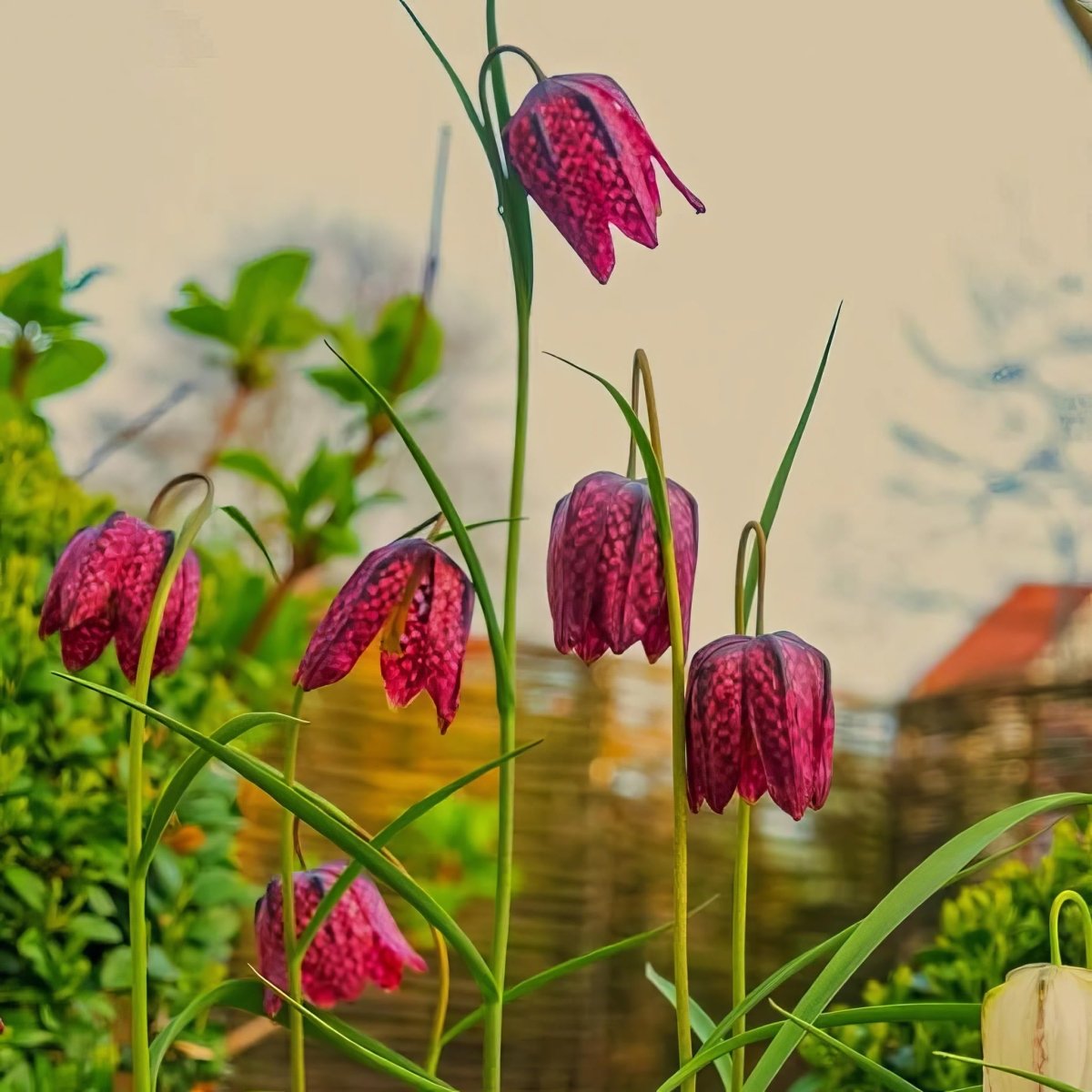 Fritillaria 'Meleagris' (Snake's Head Fritillary) Mix - Harding & Bloom