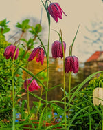 Fritillaria 'Meleagris' (Snake's Head Fritillary) Mix - Harding & Bloom