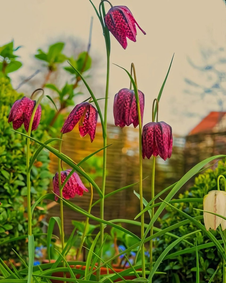 Fritillaria 'Meleagris' (Snake's Head Fritillary) Mix - Harding & Bloom