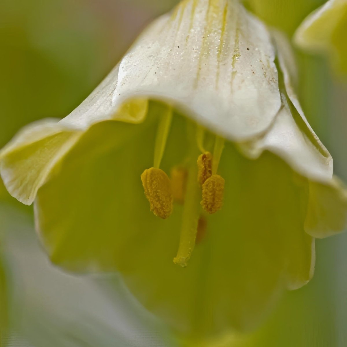 Fritillaria 'Pallidiflora' - Harding & Bloom