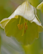 Fritillaria 'Pallidiflora' - Harding & Bloom