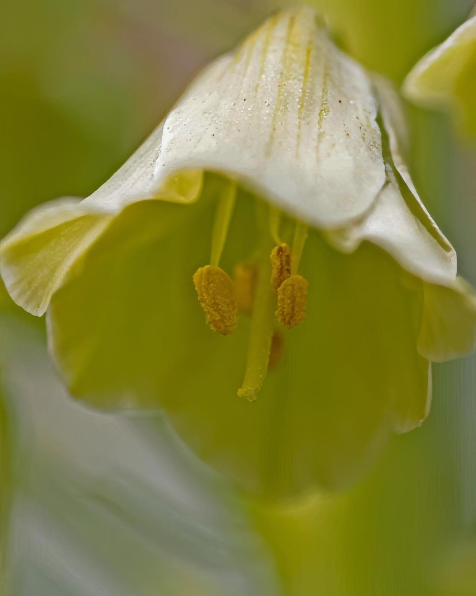 Fritillaria 'Pallidiflora' - Harding & Bloom