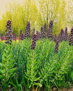 Fritillaria 'Persica' (Persian Lily) XXL - Harding & Bloom