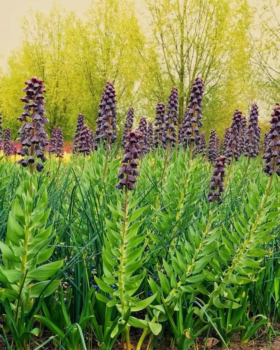 Fritillaria 'Persica' (Persian Lily) XXL - Harding & Bloom