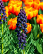 Fritillaria 'Persica' (Persian Lily) XXL - Harding & Bloom
