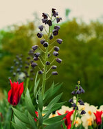 Fritillaria 'Persica' (Persian Lily) XXL - Harding & Bloom