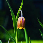 Fritillaria 'Uva Vulpis' (Fox's Grape) - Harding & Bloom