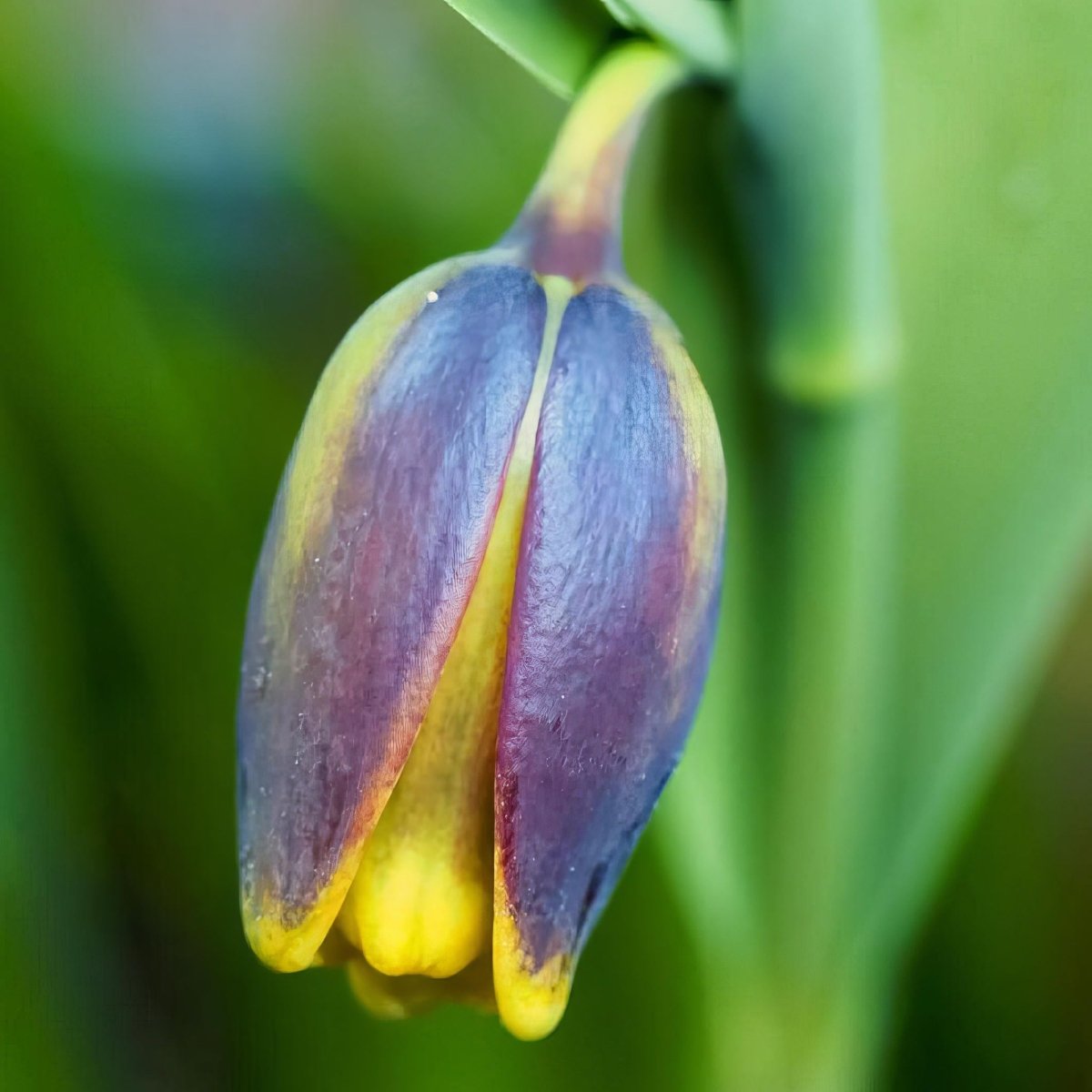 Fritillaria 'Uva Vulpis' (Fox's Grape) - Harding & Bloom
