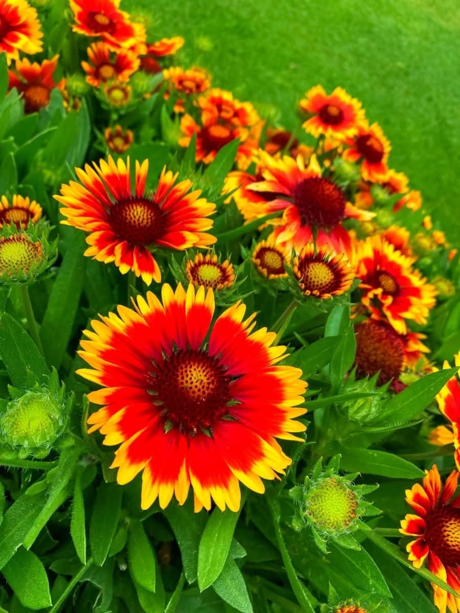 Gaillardia 'Kobold' - Harding & Bloom