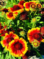 Gaillardia 'Kobold' - Harding & Bloom