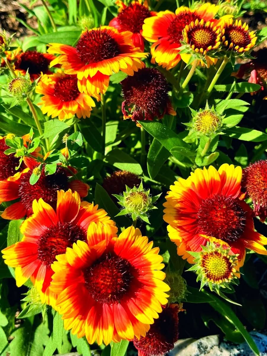 Gaillardia 'Kobold' - Harding & Bloom