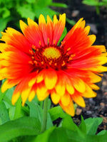 Gaillardia 'Kobold' - Harding & Bloom