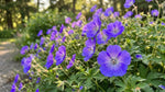 Geranium 'Rozanne' (Cranesbill) - Harding & Bloom