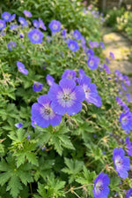 Geranium 'Rozanne' (Cranesbill) - Harding & Bloom