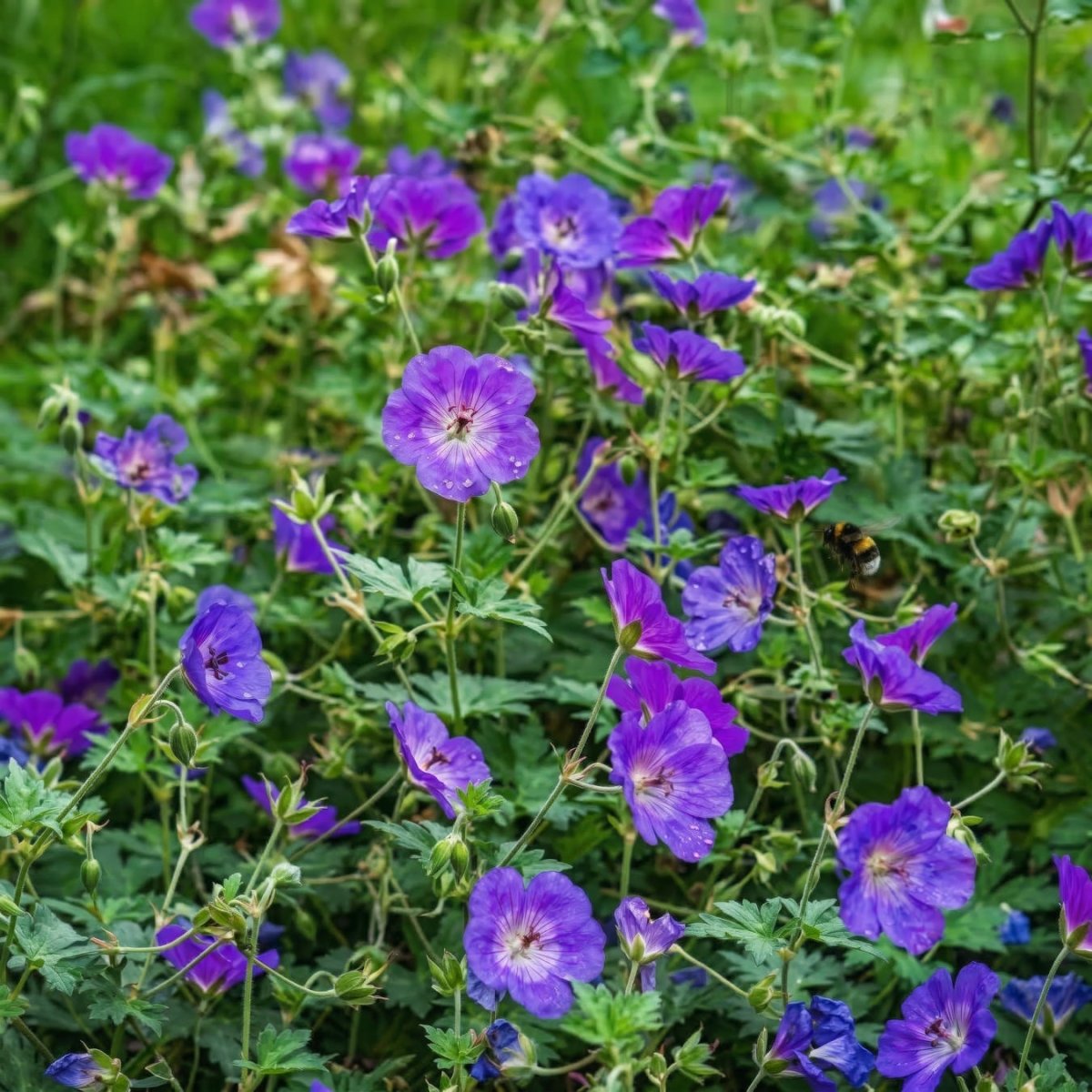Geranium 'Rozanne' (Cranesbill) - Harding & Bloom