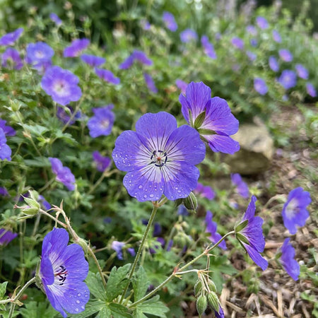 Geranium 'Rozanne' (Cranesbill) - Harding & Bloom